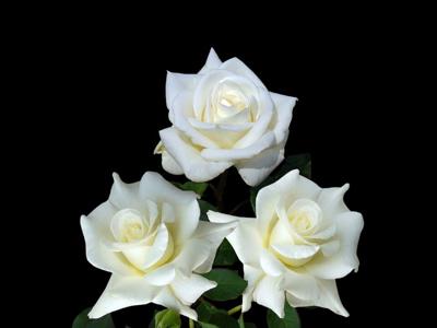 Obituary Flowers