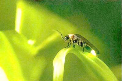 Wvdnr Continues Citizen Science Sports Hampshirereview Com