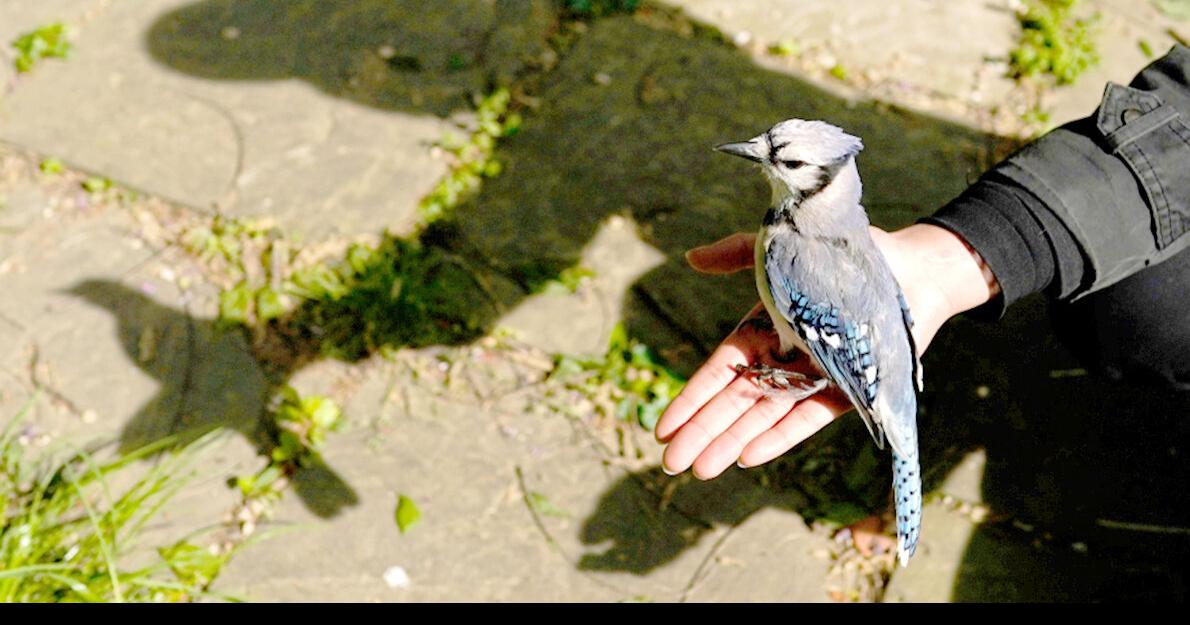 What’s making our songbirds sick? News