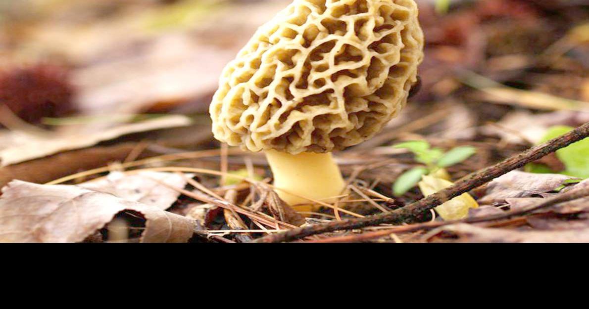 Are you hunting for morels this year? News