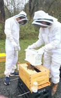 Students create apiary for ag program