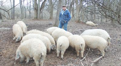 This Little Piggy In Jefferson County Is Hungarian Farm