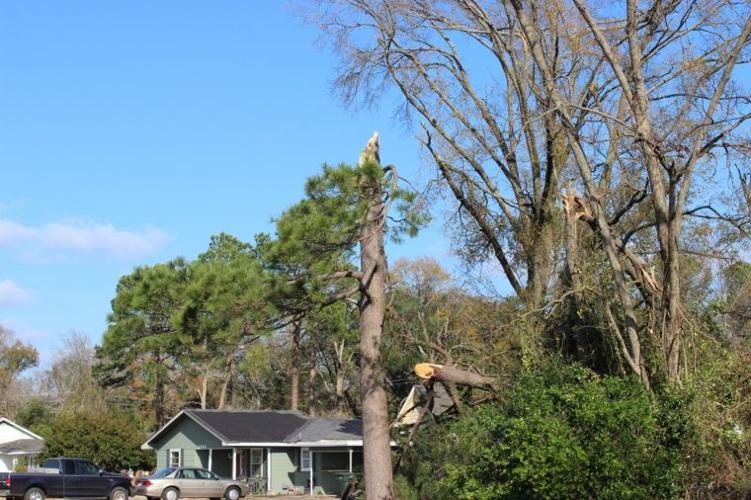 A tree behind the Wendy's Restaurant is snapped like a twig in storm
