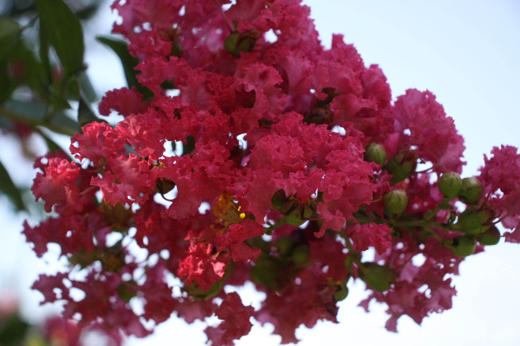 are crepe myrtles poisonous to dogs