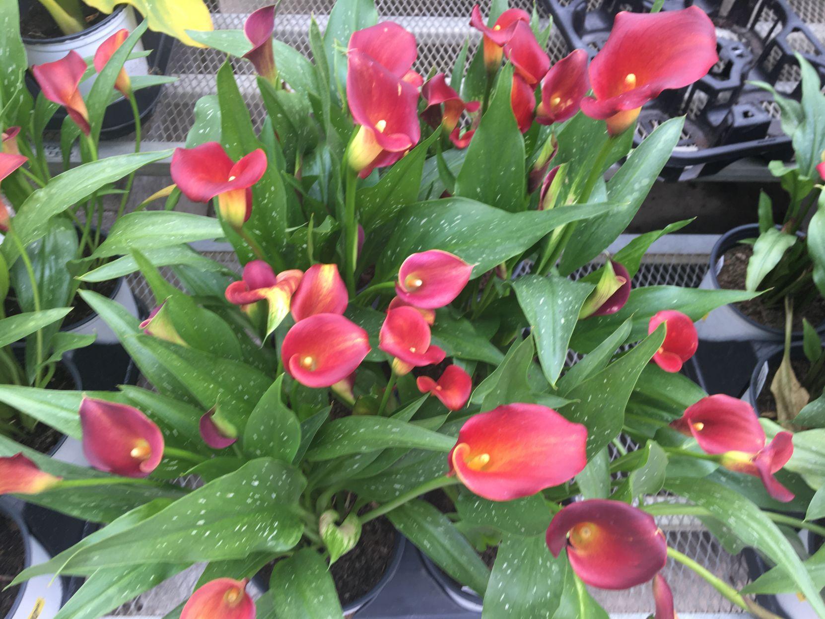 Calla lilies – from mythology to your backyard | Community | hannapub.com