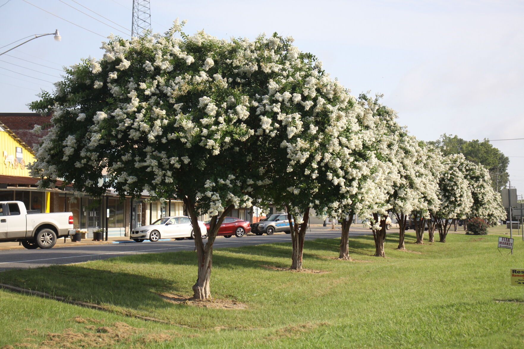 are crepe myrtles poisonous to dogs