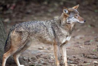 Red Wolf