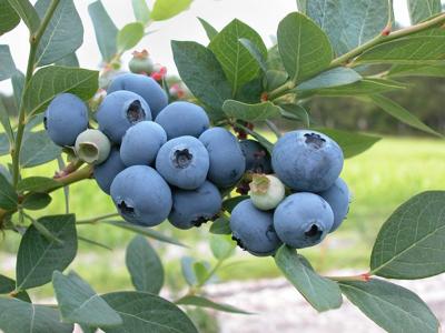 Blueberries Are advantageous to Heart Health and Recollection Blueberries Are advantageous to Heart Health and Recollection