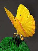 Yellow butterflies signal season changes