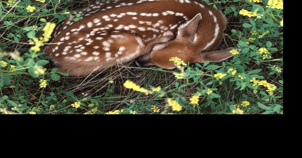 If You Find A Fawn Leave It Alone Sports