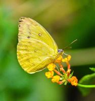 Be on the lookout for a yellow butterfly