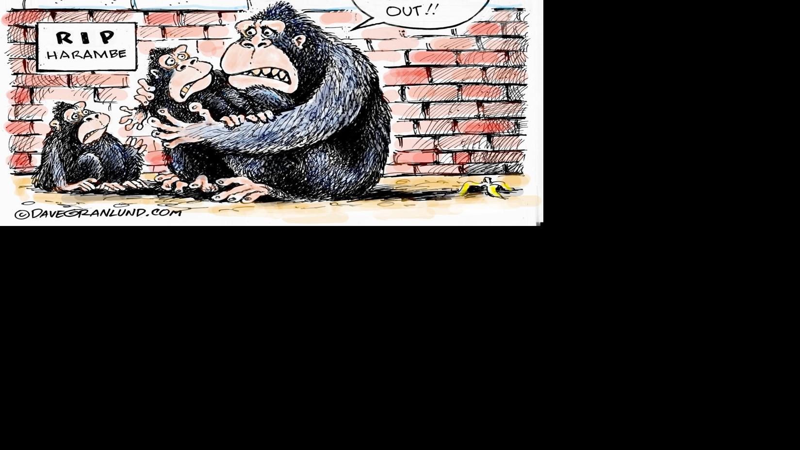Granlund Cartoon Rip Harambe Article Hannibal Net Harambe, the gorilla killed at the cincinnati zoo, was born at the gladys porter zoo in brownville, texas, before he was relocated in 2014. granlund cartoon rip harambe article