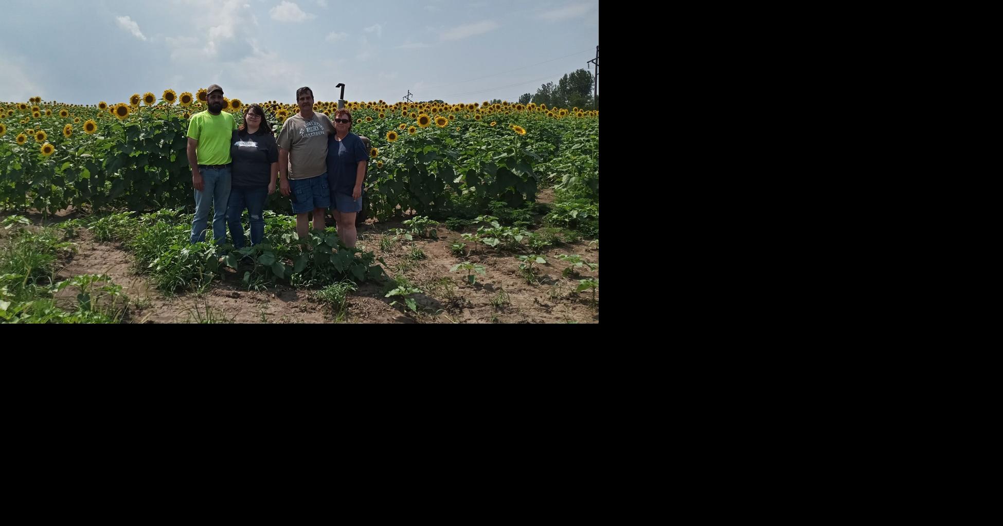 Show Me HH Farms to host a sunflower event on Saturday Local News
