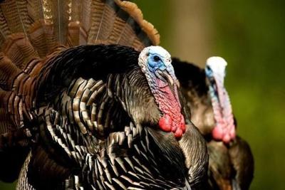 MDC virtual program to feature latest information about turkey populations