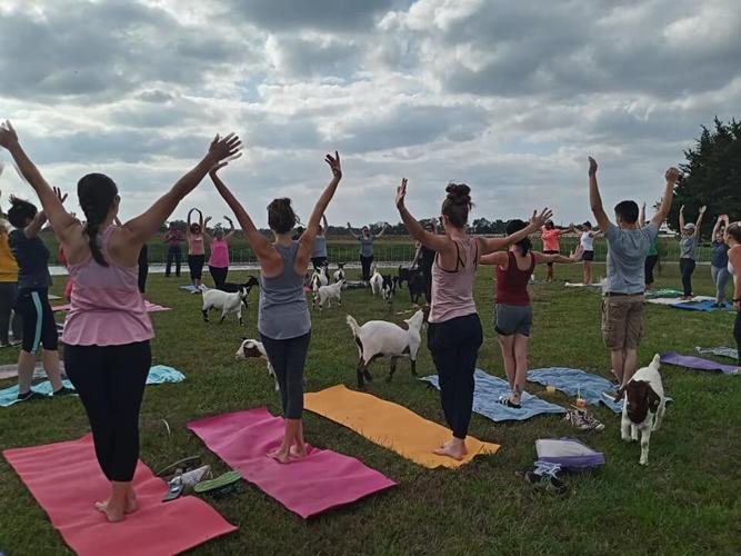 Goat yoga helps welcome new class to Union College