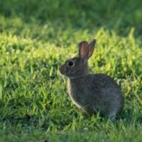 MO Dept. of Conservation gives tips on Rabbit Hunting |