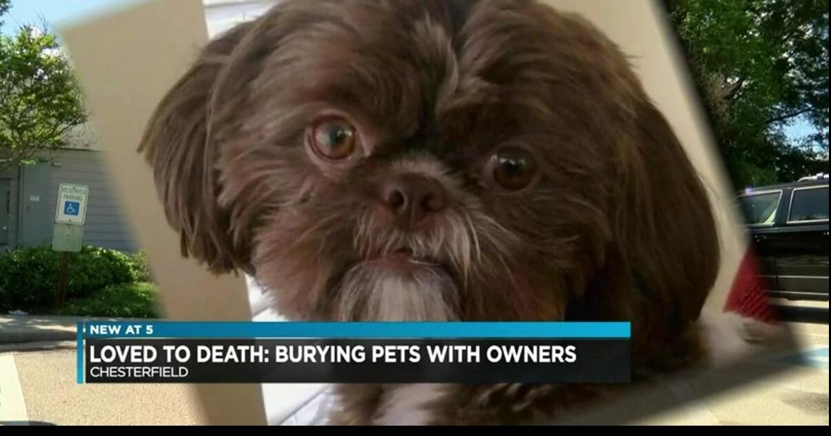 'Healthy and friendly' dog euthanized so it can be buried with owner Article