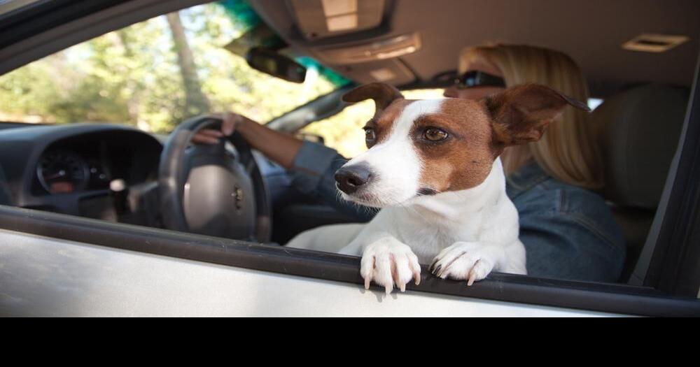 Tips for driving with dogs Article