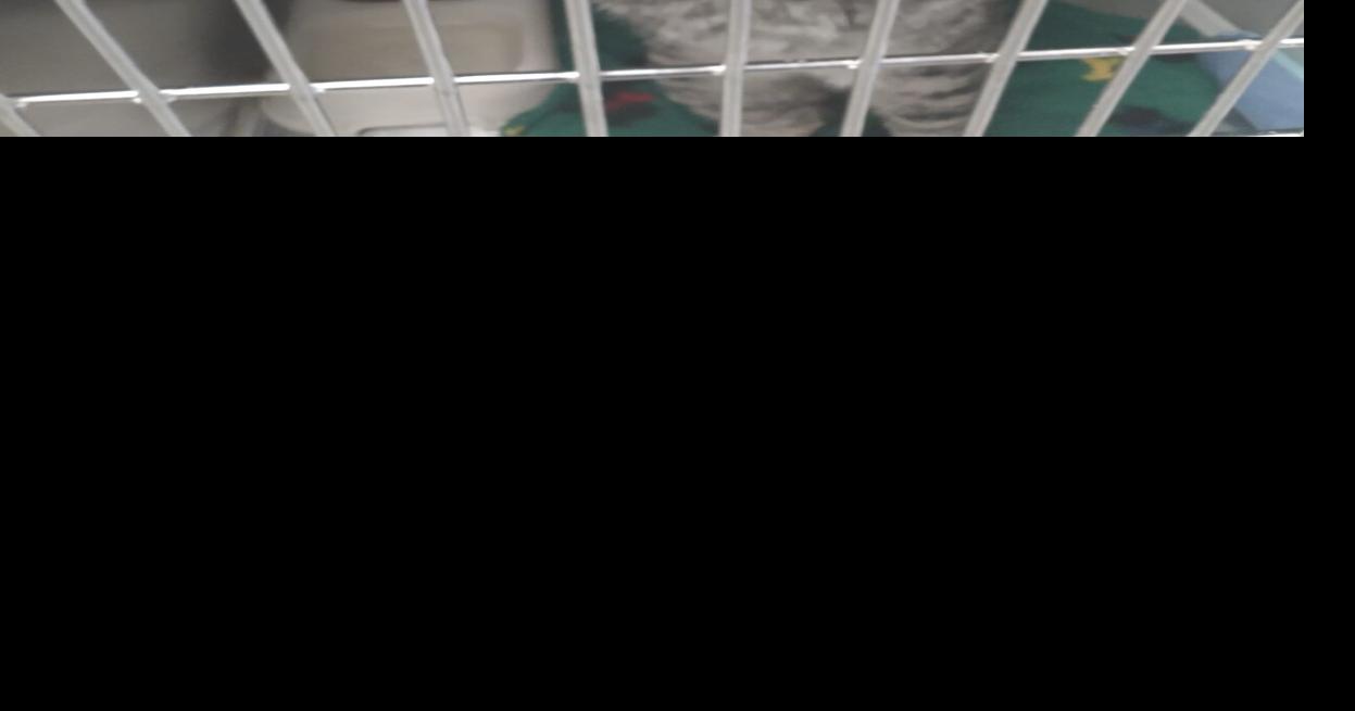 Humane Society prepares for winter weather, looks ahead to spring News