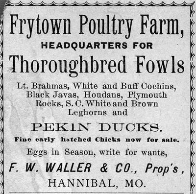 Proud Frytown poultry farmer won premiums at county fairs