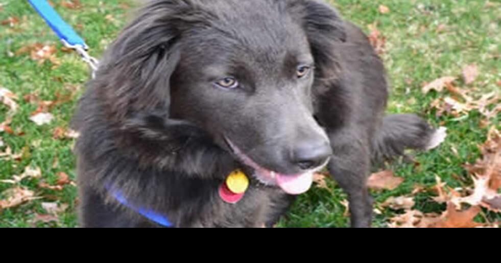 Hannibal Tractor Supply to celebrate pets during Pet Appreciation Week