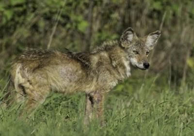 MDC proposes expanding furbearer hunting, trapping seasons