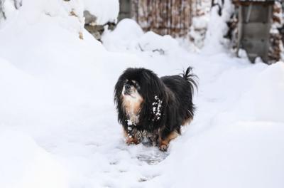 Small dog in snow