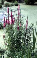 Know your loosestrife