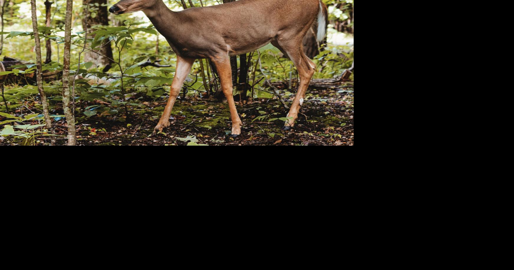 10 Things to Know (Plus Some): New hunting, trapping regulations ...