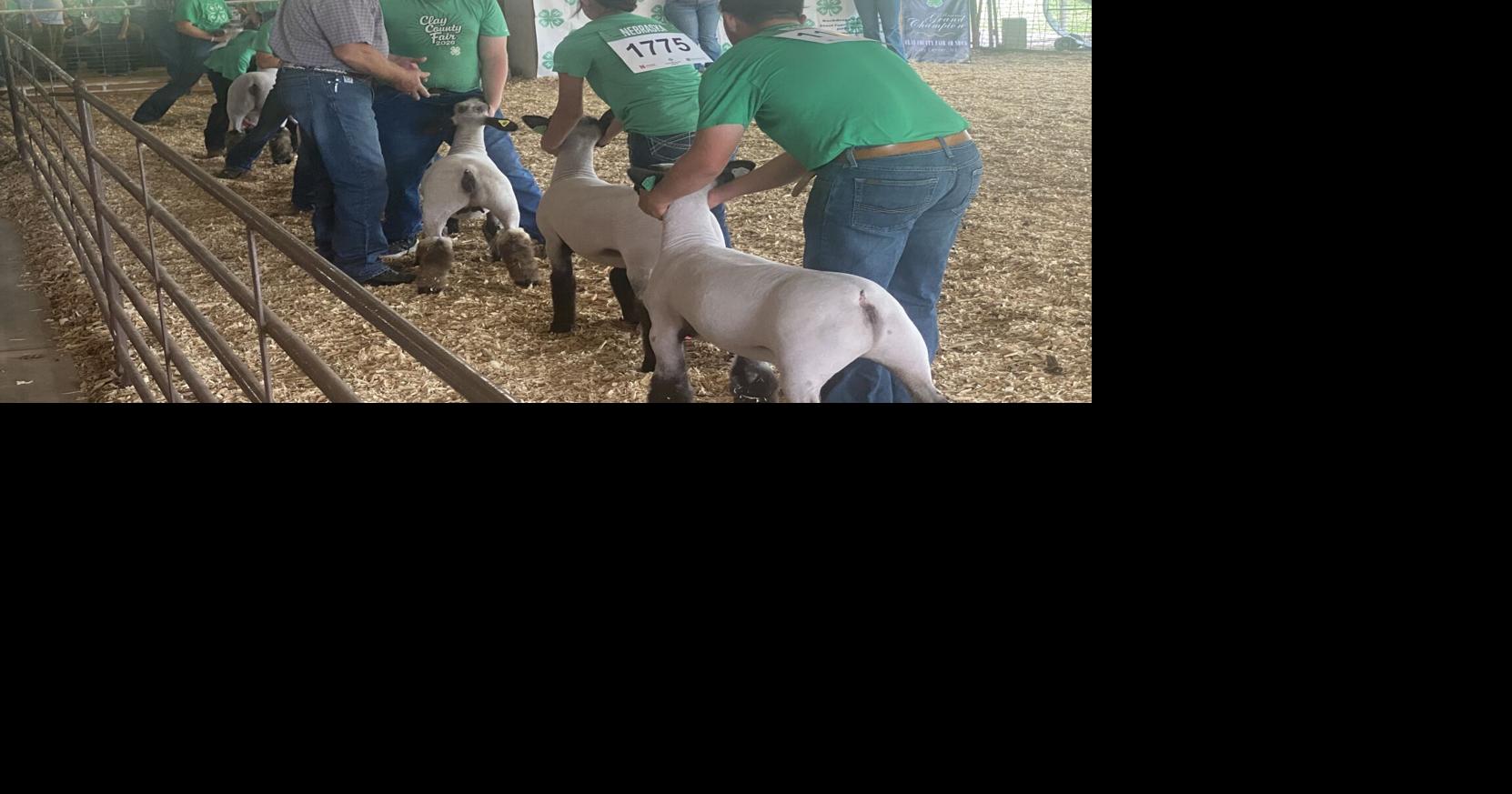 Sheep and those who show them take spotlight at Clay County Fair Jul 11, 2026 Jul 11, 2026 Updated 28 sec ago