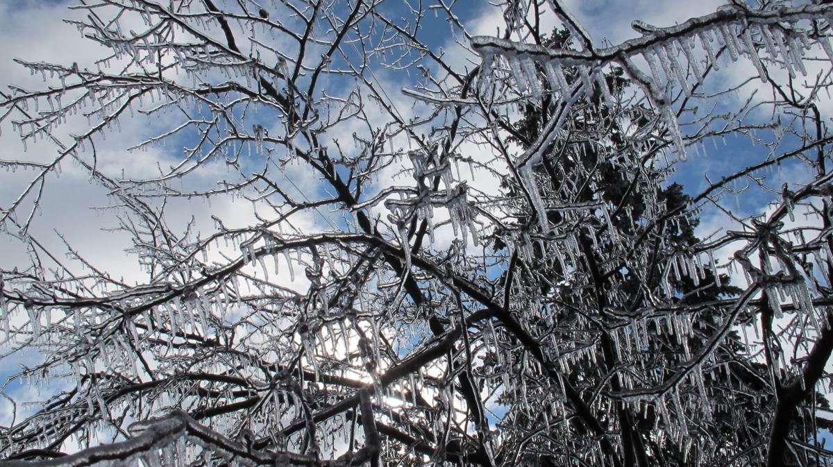 Ice Storm Weighs Heavy On Tree Branches Utility Lines News Hastingstribune Com