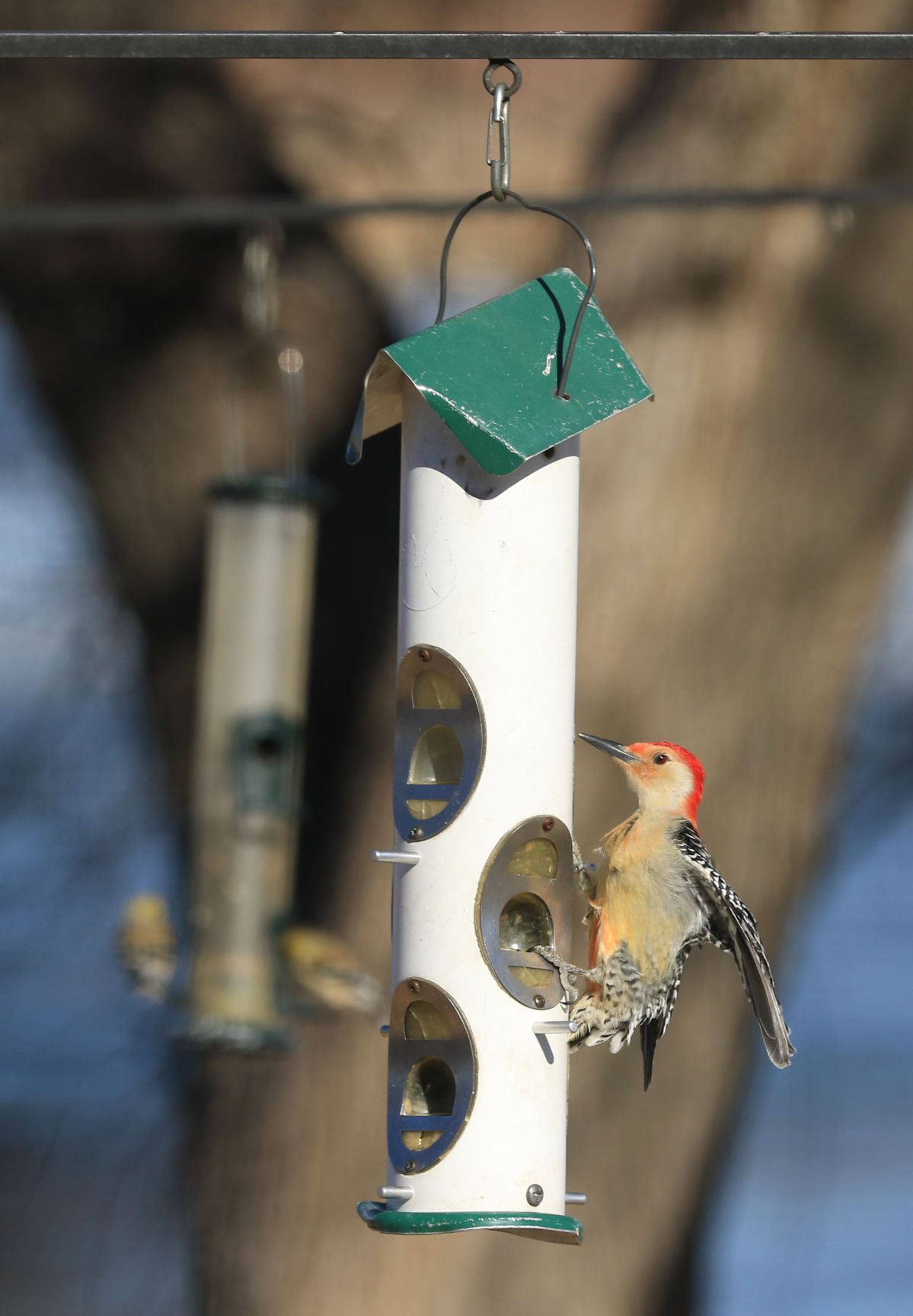 Audubon Rowe Hosts Great Backyard Bird Count News