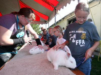 Everybody Loves Some Bunny Sometime News Hastingstribune Com