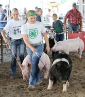 Going hog wild at the fair