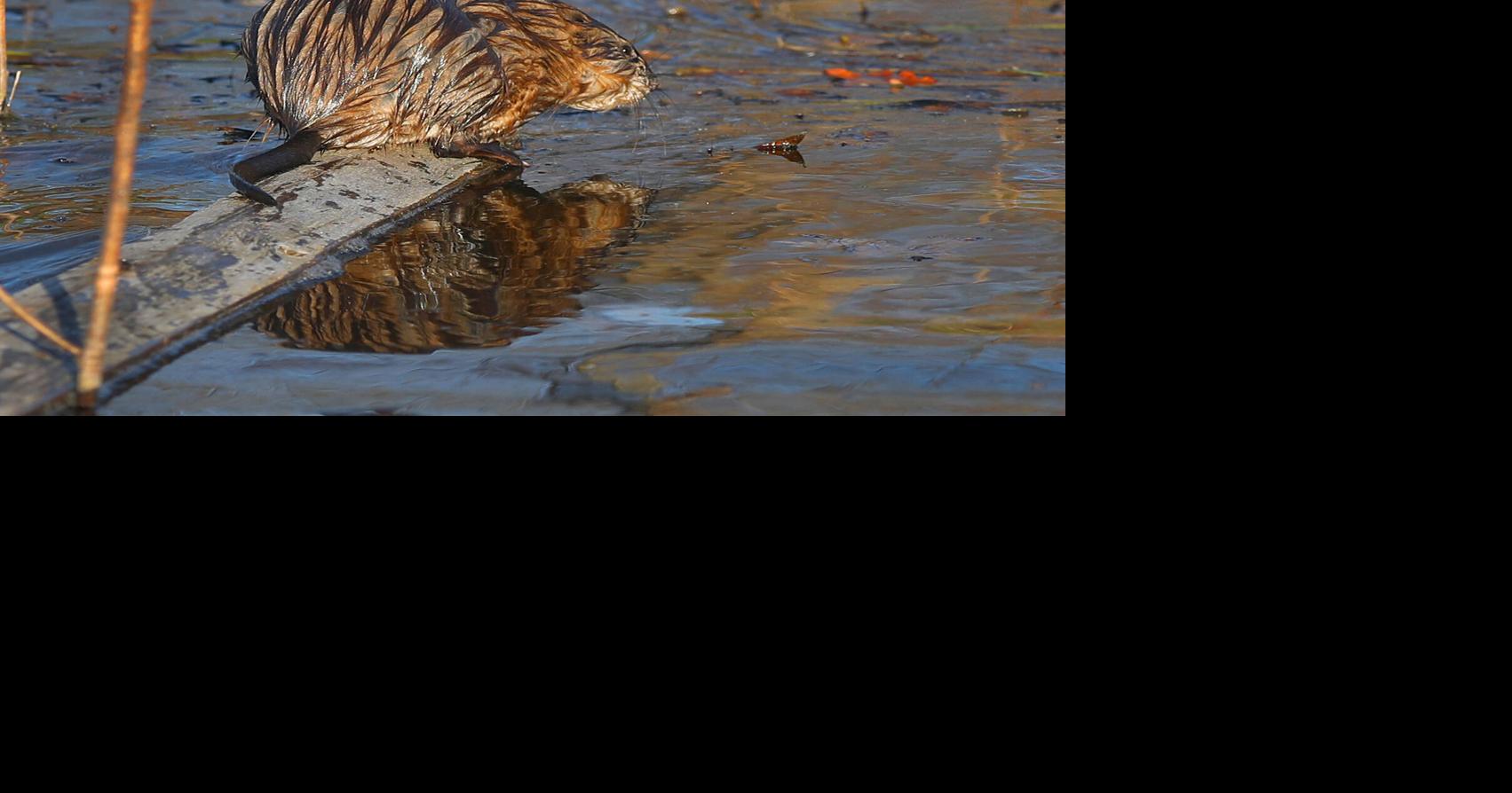 Study: Muskrats fight invasive cattails, help restore biodiversity in ...