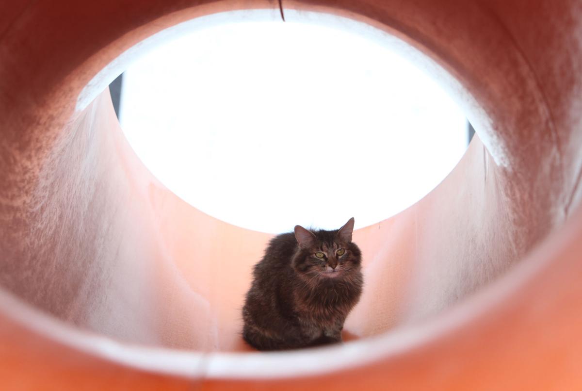 Cat rescued from water slide News