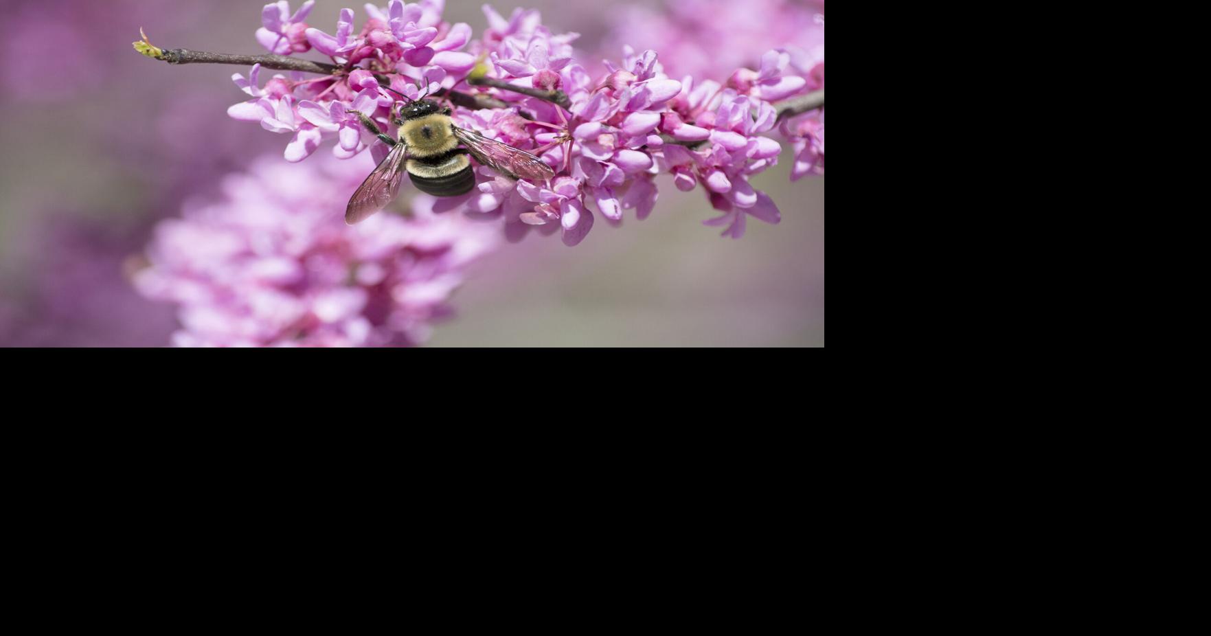 How to spring clean your garden with pollinators in mind ...