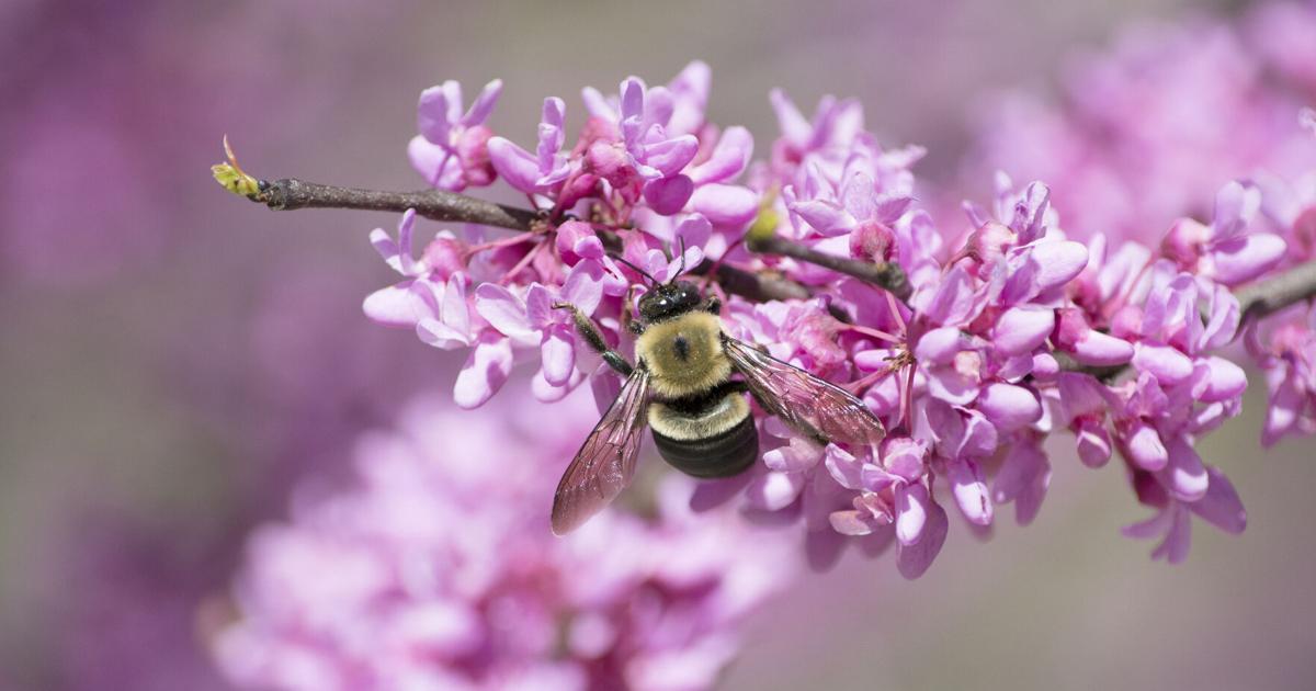 Pollinators Vip How to spring clean your garden with pollinators in mind ...
