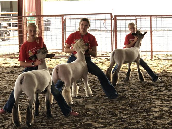 Thayer County Fair Sheep show brings out the best in ewes