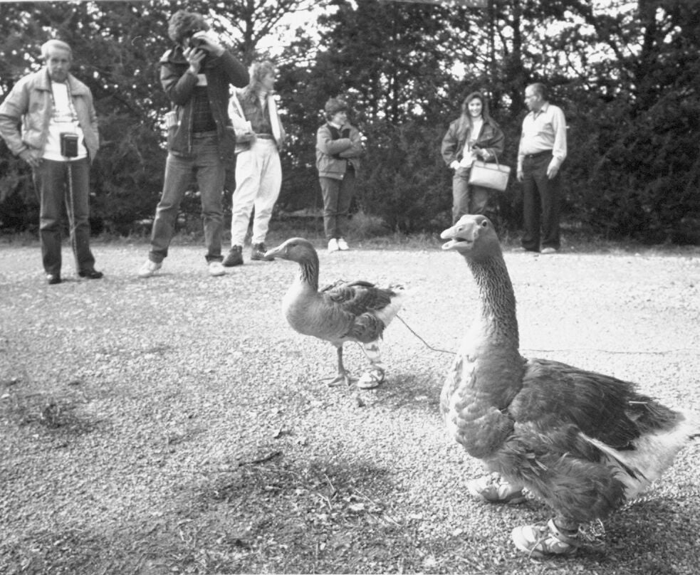 Untitled goose game crown  allisonlongsubtcentsand1989's Ownd