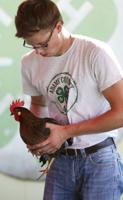 Poultry show tests 4-H'ers knowledge