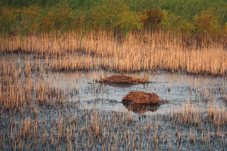 Muskrat Invasive Study: Muskrats fight invasive cattails, help restore biodiversity in ...