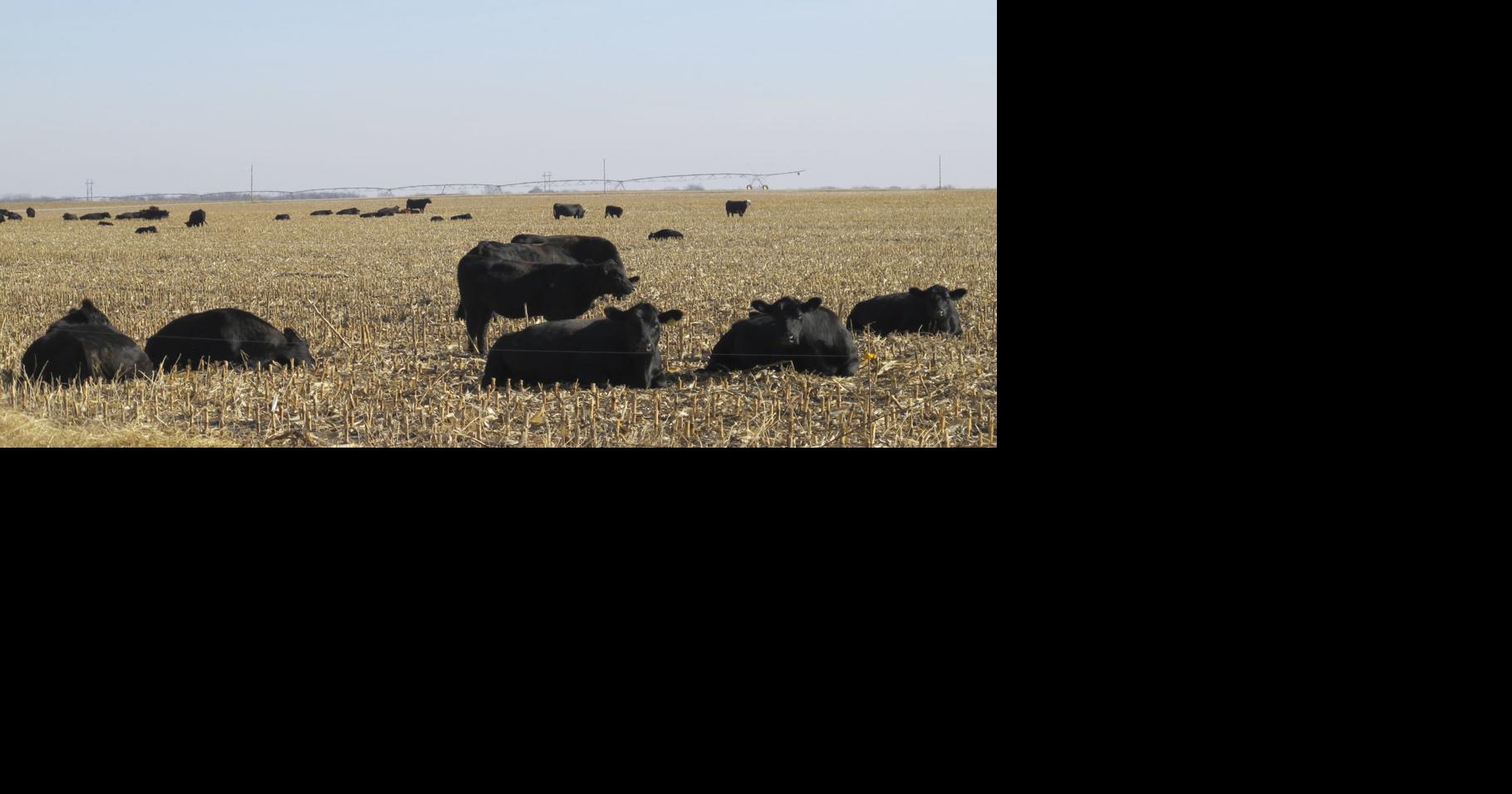With corn littering fields, beef experts urge careful pasture planning