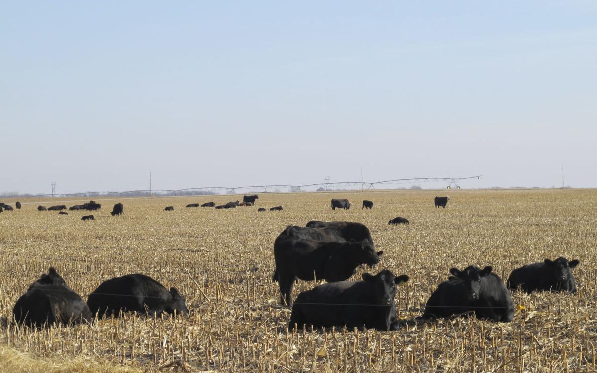 With corn littering fields, beef experts urge careful pasture ...