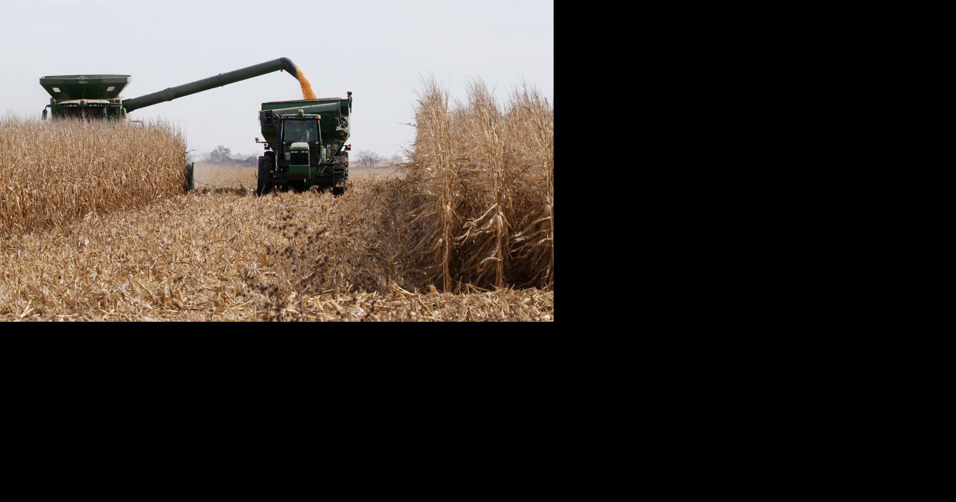 As climate changes, watching corn grow becomes a nail-biter ...