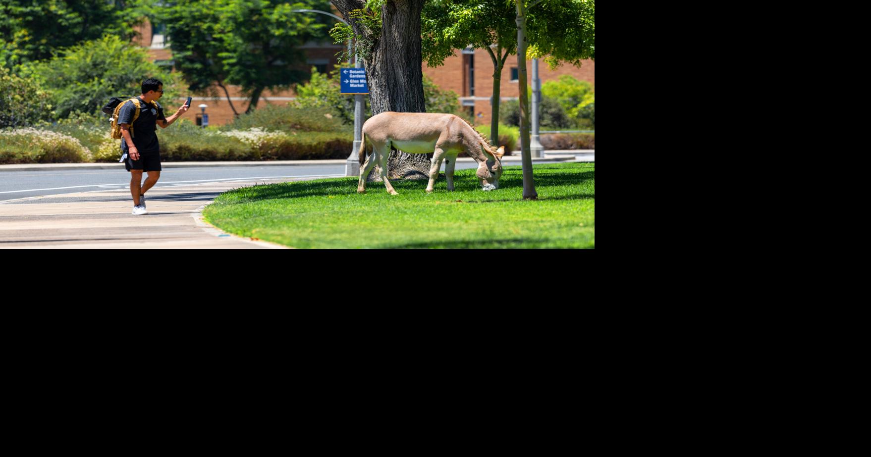 Riverside has a donkey dilemma. Can science offer clues for coexistence?