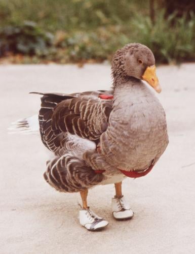 Fleming granddaughter hopes Andy the Goose will inspire for generations ...