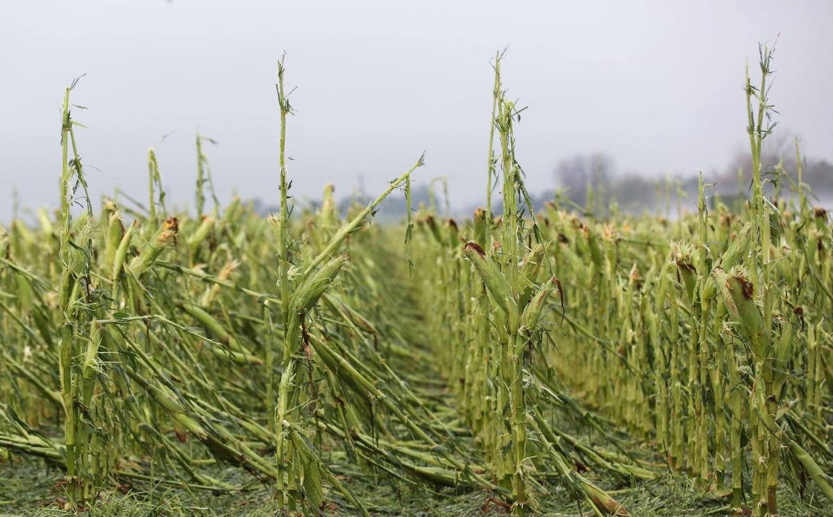 Hastings Area Socked By Heavy Rain Wind Hail News