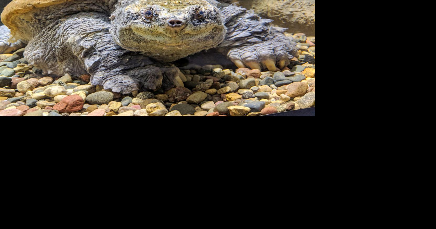 Big Snap, world’s largest common snapping turtle, died April 21 after decades on display in Nebraska