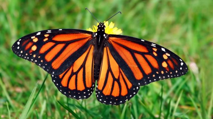 monarch-butterfly-grass.adapt.945.1.jpg